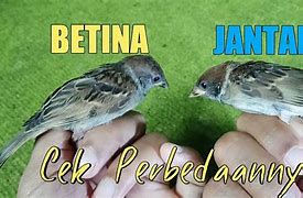 Anakan Burung Gereja Makannya Apa